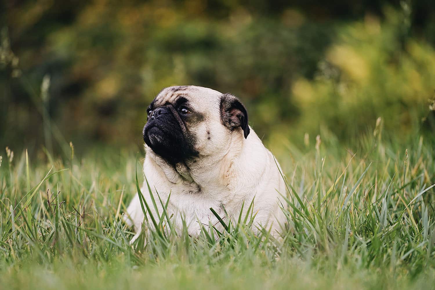 Piroplasmose chien Symptômes et traitements pour éviter les